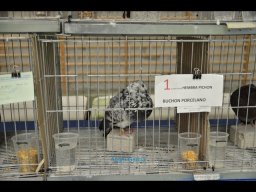 Concurso de Palomas 2012